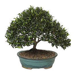  anakkale iek online iek siparii  ithal bonsai saksi iegi  anakkale cicek , cicekci 