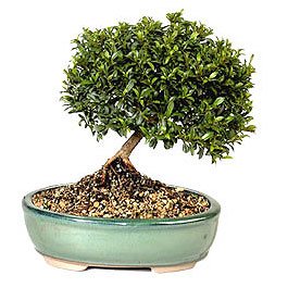  anakkale iek yolla  ithal bonsai saksi iegi  anakkale iek , ieki , iekilik 